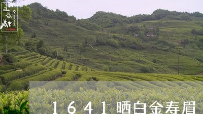 1641晒白金寿眉/2023120429703