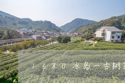 1680冰岛一古树茶/2023061142906