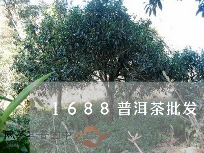 1688普洱茶批发/2023091496030