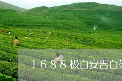 1688极白安吉白茶/2023092706937