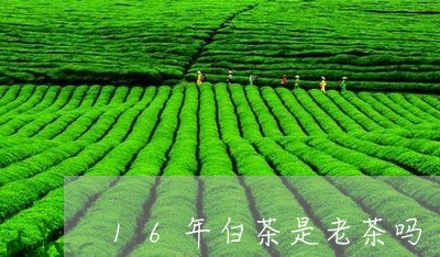 16年白茶是老茶吗/2023071314917