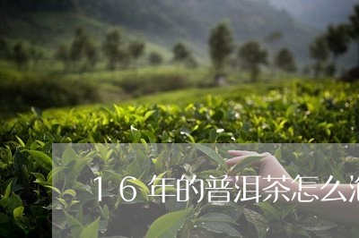 16年的普洱茶怎么泡/2023120676271