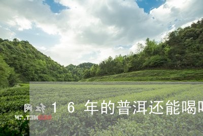 16年的普洱还能喝吗/2023061304057