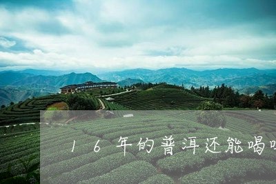 16年的普洱还能喝吗/2023092412503