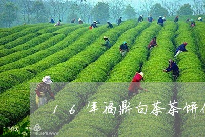 16年福鼎白茶茶饼价格/2023092172703