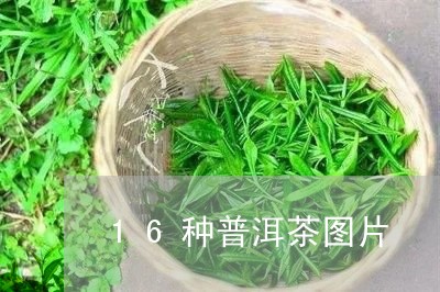 16种普洱茶图片/2023101636140