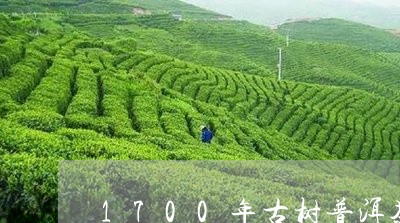 1700年古树普洱茶/2023073116148