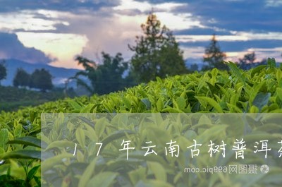 17年云南古树普洱茶/2023061865492