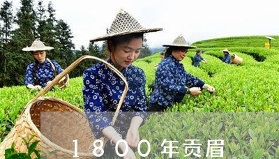 1800年贡眉/2023112563727