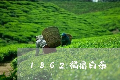 1862福鼎白茶/2023112648360