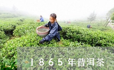 1865年普洱茶/2023120466948