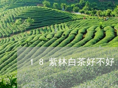 18紫林白茶好不好/2023071356278