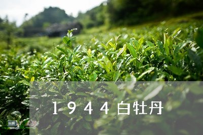 1944白牡丹/2023112394950