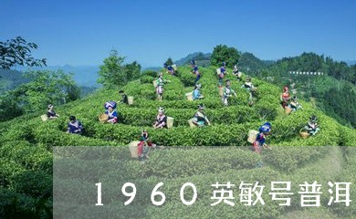 1960英敏号普洱茶/2023100641694