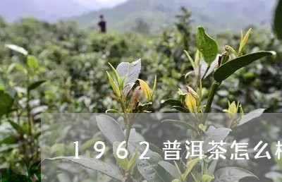 1962普洱茶怎么样/2023080396057