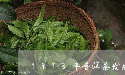 1973年普洱茶发酵/2023062887261