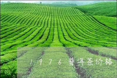 1976普洱茶价格/2023091484936