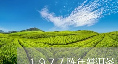 1977陈年普洱茶/2023120569493