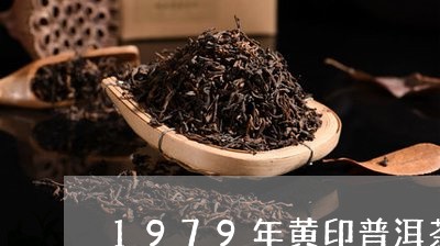 1979年黄印普洱茶/2023080273618