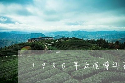 1980年云南普洱茶/2023062813716