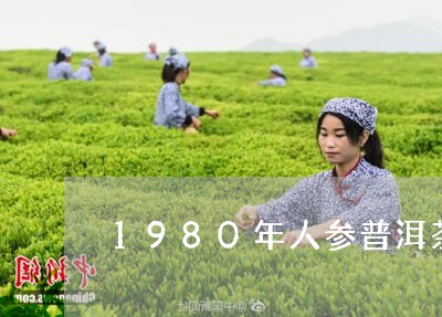 1980年人参普洱茶/2023092804148