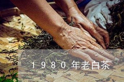 1980年老白茶/2023073164749