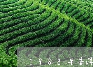 1982年普洱茶价格/2023062882159