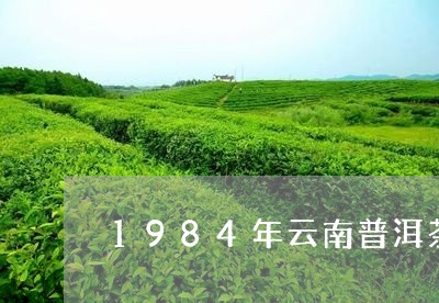 1984年云南普洱茶/2023062821826