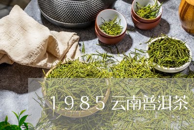 1985云南普洱茶/2023091441715