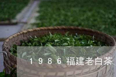 1986福建老白茶/2023120568179