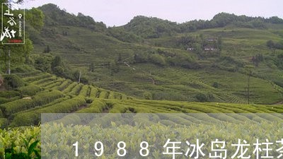 1988年冰岛龙柱茶/2023092355048