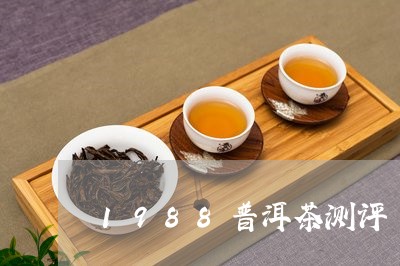 1988普洱茶测评/2023120462714