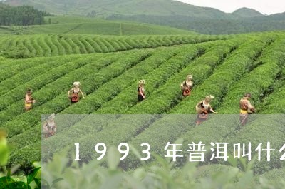 1993年普洱叫什么/2023092590715