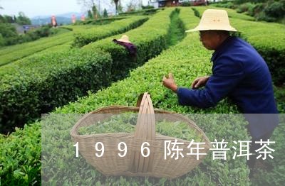 1996陈年普洱茶/2023091538594