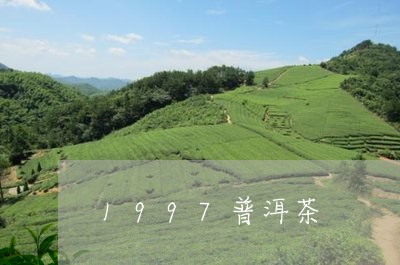 1997普洱茶/2023112671434