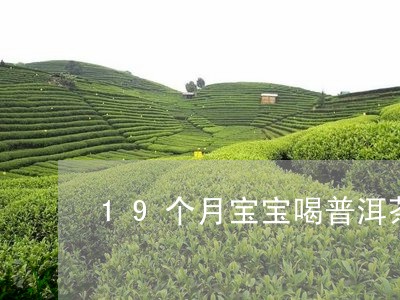 19个月宝宝喝普洱茶/2023092717192