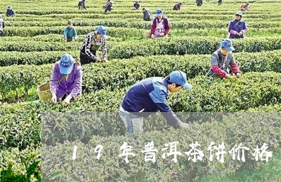 19年普洱茶饼价格/2023120540372