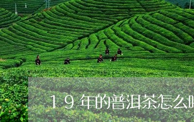 19年的普洱茶怎么喝/2023101715059