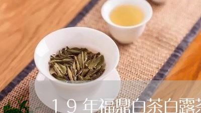 19年福鼎白茶白露茶/2023092035250