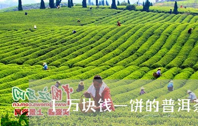 1万块钱一饼的普洱茶/2023120728420