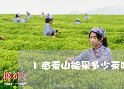 1亩茶山能采多少茶叶/2023061105282