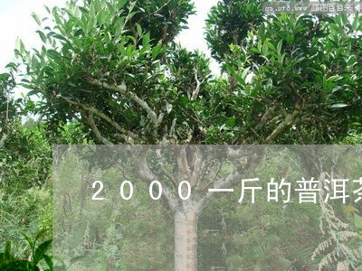 2000一斤的普洱茶/2023062247147