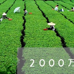 2000万宋聘号普洱茶/2023122011783