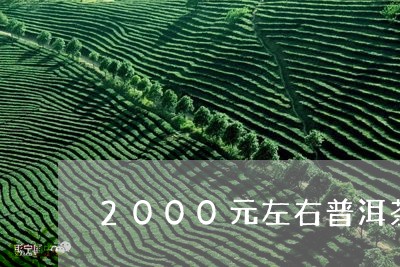 2000元左右普洱茶推荐/2023110216048