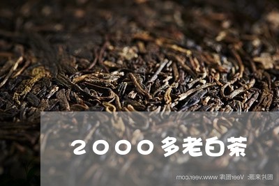 2000多老白茶/2023111769616