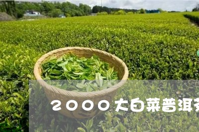 2000大白菜普洱茶/2023092992836