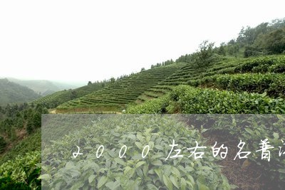 2000左右的名普洱茶/2023050183960