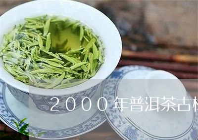 2000年普洱茶古树/2023100656136