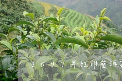 2000年红印普洱茶/2023100724037