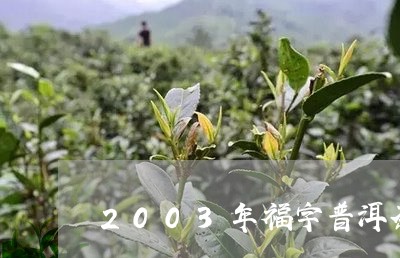 2003年福字普洱茶/2023080124037